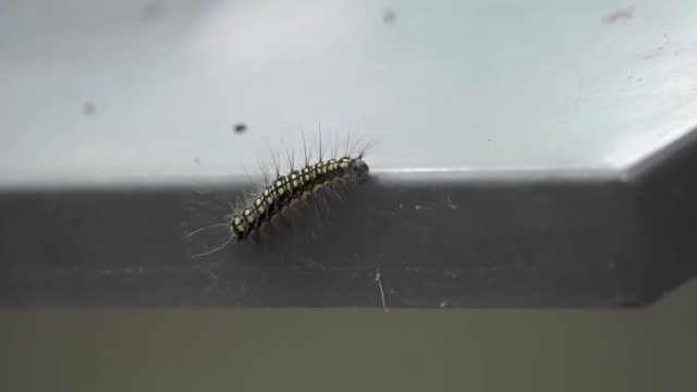 Caterpillar climbing on a sign.