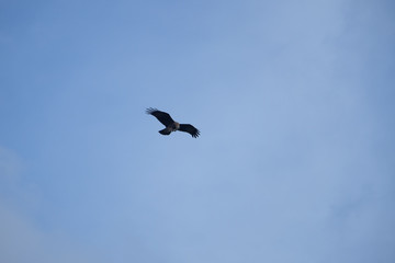 Eagle with clear sky