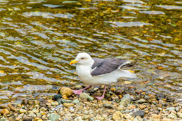 Slaty-backed gull.I photograph it in Pereke river in Utoro Shari-cho, Hokkaido Utoro of Japan(Shiretoko Peninsula).