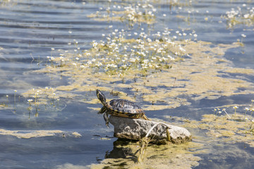 Animals in Skåne Nature