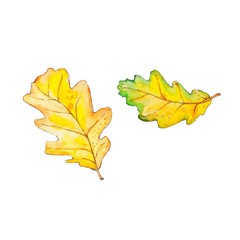 yellow oak leaves watercolor jpeg