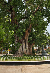Old tree at Wat Botum park in Phnom Penh. Cambodia