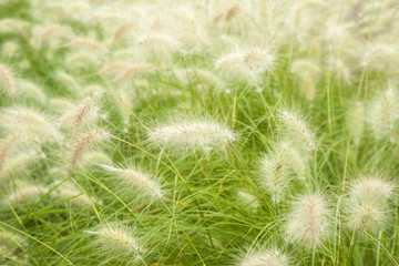 fountain grass background