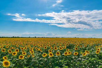 Obraz premium Sunflower field landscape. Sunflowers close under rainy clouds