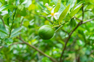 Green limes on a tree in the garden,excellent source of vitamin C.