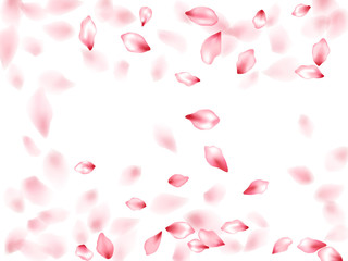 Pink sakura flower flying petals isolated on white vector background.