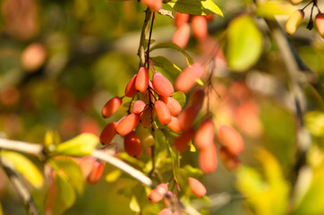 Obraz premium Barberry (Berberis vulgaris) branch fresh ripe berries natural yellow green background.