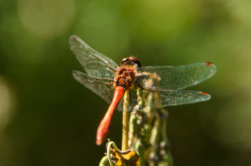 Close-up of a  Dragonfly dragonfly sits on stalk.