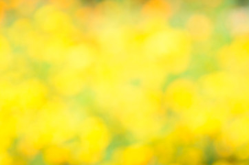 Natural yellow blurred background. Abstract blurred nature lights background.