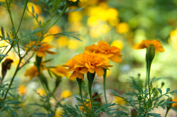 Flowerbed of orange marigold flowers. Autumn background.