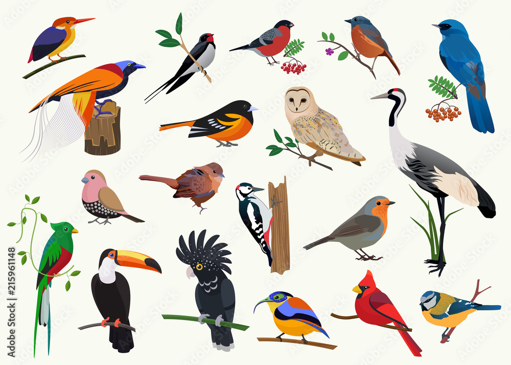 Wall mural Various cartoon birds collection for any visual design.