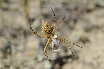 Spider is eating moth on cobweb in nature
