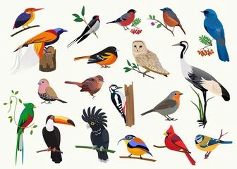 Papier Peint photo Lavable Pour elle Diverses collections d& 39 oiseaux de dessins animés pour toute conception visuelle.
