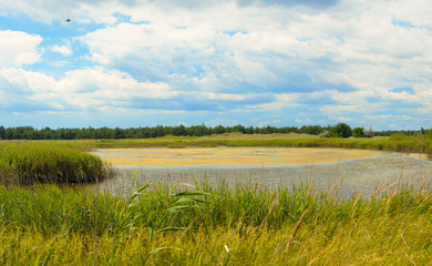 Summer forest lake with marsh grass and cloudy sky