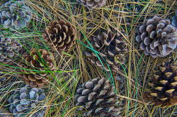 Background with pine cones and dry fir-needles. Summer nature pine cones texture.