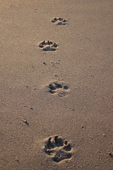 Fototapeta na wymiar footprint from a dog