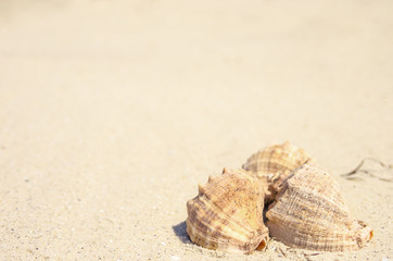 eashells on a sand background with copy space