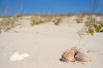 Seashells on a sand background with copy space.