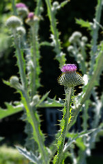 Thistle10