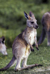 Naklejka na ściany i meble Young eastern grey kangaroo (Macropus giganteus)