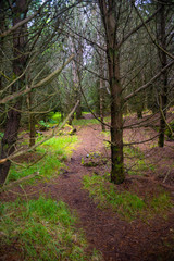 Magical forest at Faroe Islands