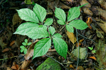 Korean wild root ginseng with berries. A close up of the most famous medicinal plant ginseng (Panax ginseng).