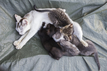 White cat with four little kittens