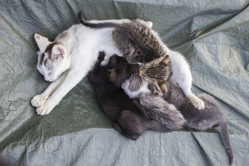 Fototapeta na wymiar White cat with four little kittens