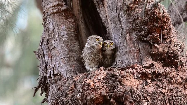 Pair of owl birds,low angle view. Cute spotted owlet parent birds perching in front of the nest calling and looking around ,hd video with soundtrack.  