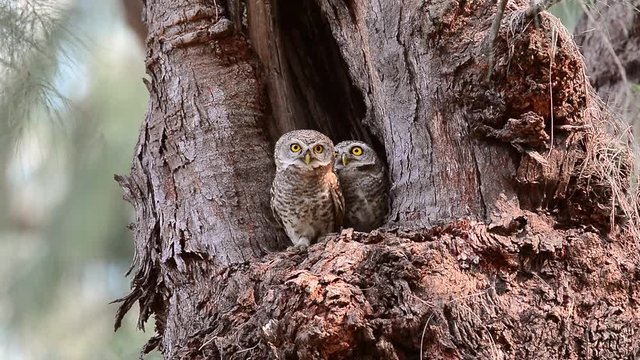 Pair of owl birds,low angle view. Cute spotted owlet parent birds perching in front of the nest calling and looking at photographer,hd video.  