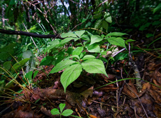 little, young ginseng seedling. Korean wild root ginseng. A close up of the most famous medicinal plant ginseng (Panax ginseng).