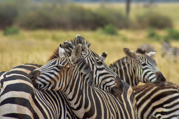 Fototapeta na wymiar Zebras protecting each other from predators
