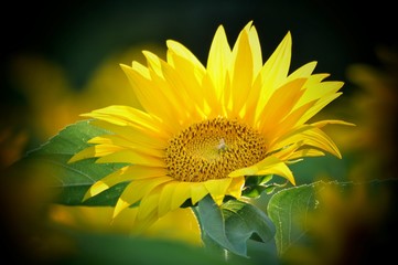 Fototapeta premium A feu doux