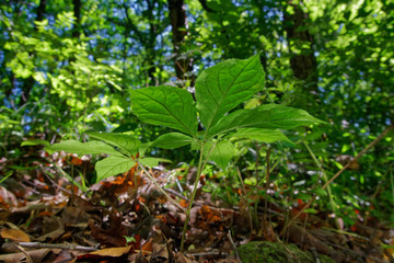 Korean wild root ginseng with berries. A close up of the most famous medicinal plant ginseng (Panax ginseng).
