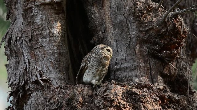 Funny owl bird,low angle view. Cute spotted owlet  bird  perching in front of the hole nest  watching over photographer moving up and down,hd video.  