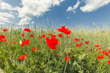 red poppies in green summer field 