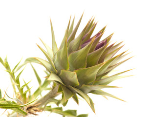 Flora of Gran Canaria - globe artichoke
