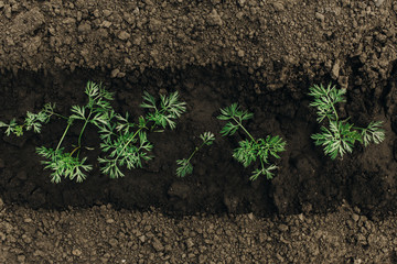 Young green carrot plans on a path in the vegetable garden