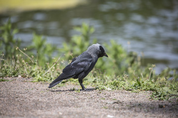 Birds in Malmö Park