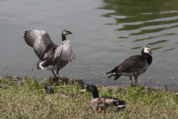 Birds in Malmö Park