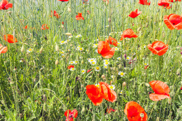 Fototapeta na wymiar field of red poppies 