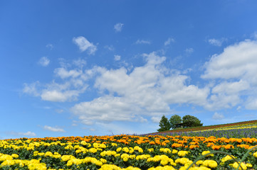 Blue sky and flower garden