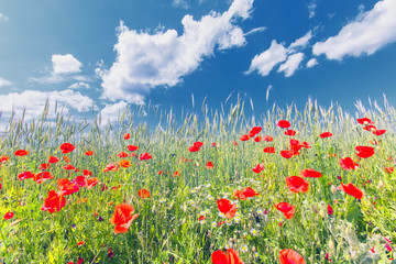 field of red poppies 