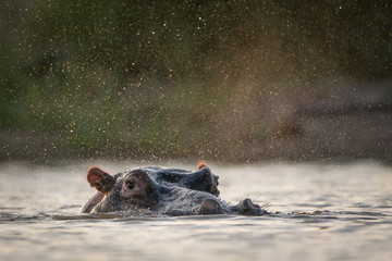 A horizontal, surface level colour photograph of a hippo, Hippopotamus amphibius, spraying water in...