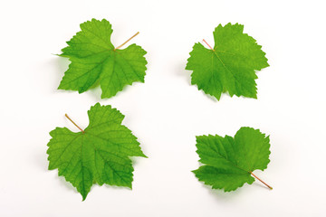 Grape leaves isolated on white background.