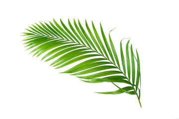 Green leaves palm isolated on white background.