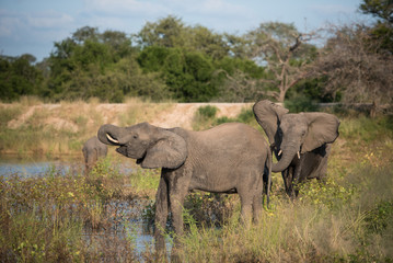 Fototapeta premium A horizontal, full length, colour image of three elephants, Loxodonta africana, in the Greater Kruger Transfrontier Park, South Africa.
