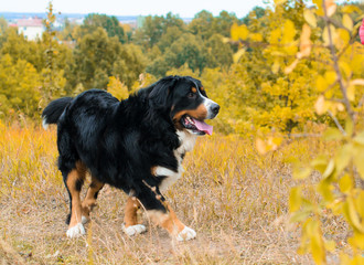  Berner Sennenhund  dog on walk through the autumn landscapes
