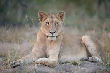 Obraz na płótnie Canvas A horizontal, full length, colour photo of a lioness, Panthera leo, resting and staring into the camera in the Greater Kruger Transfrontier Park, South Africa.