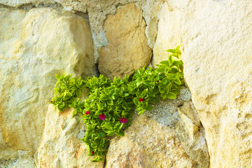 Aptenia cordifolia plant with pink flowers growing on rock. Mesembryanthemum cordifolium with pink flowers, baby sun rose, heartleaf iceplant